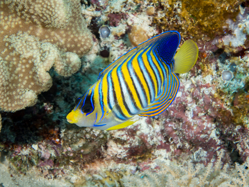 Regal Angelfish