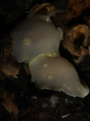 Cadlina laevis