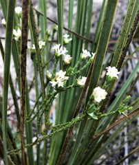 Pimelea phylicoides