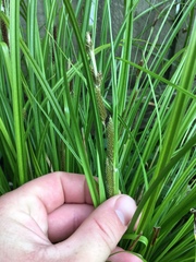 Carex ochrosaccus