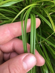 Carex ochrosaccus