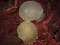 Cadlina laevis