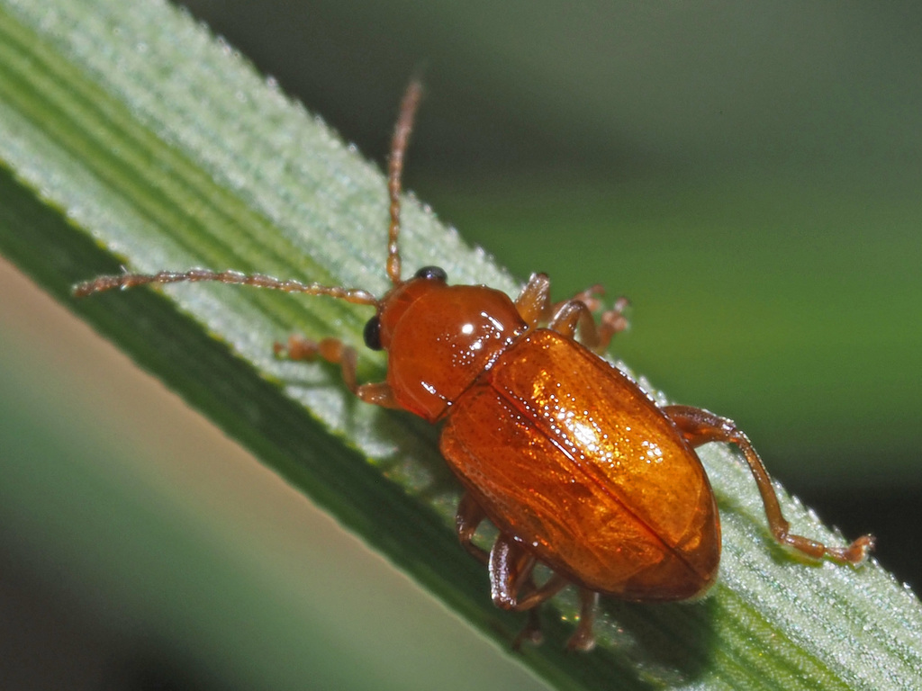 Neocrepidodera brevicollis