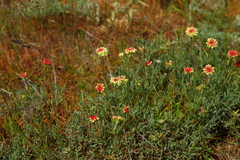 Eriogonum douglasii