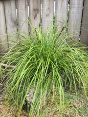 Carex ochrosaccus