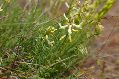 Astragalus reventiformis