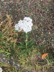 Achillea millefolium