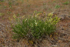 Astragalus reventiformis