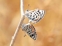 Euphilotes pallescens elvirae