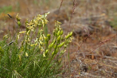 Astragalus reventiformis