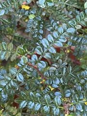 Zanthoxylum beecheyanum