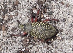 Catasarcus impressipennis