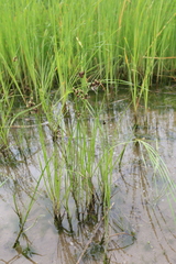 Bolboschoenus planiculmis