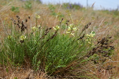 Astragalus reventiformis