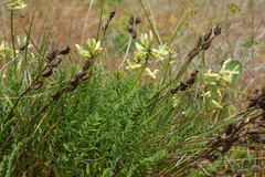Astragalus reventiformis