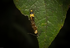 Epithymema helias