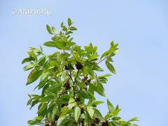 Neopringlea integrifolia