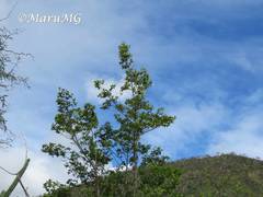 Neopringlea integrifolia