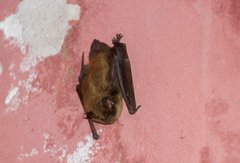 Myotis sibiricus