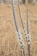 Drimia maritima