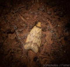 Heteroteucha anthodora