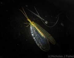 Norfolius howensis