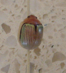 Paropsisterna basalis