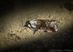 Barea synchyta