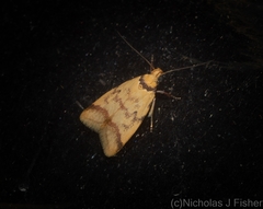 Heteroteucha anthodora