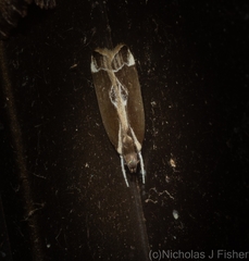 Chaliniastis astrapaea