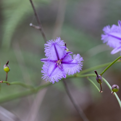 Thysanotus racemoides