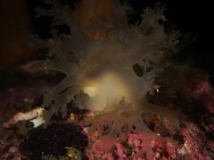 Dendronotus lacteus