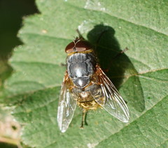 Calliphora hilli