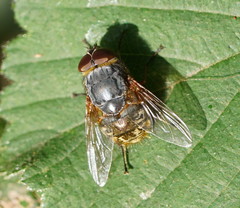Calliphora hilli