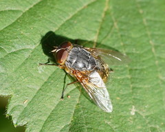 Calliphora hilli