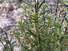 Gyrostemon australasicus