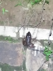 Limnonectes macrodon