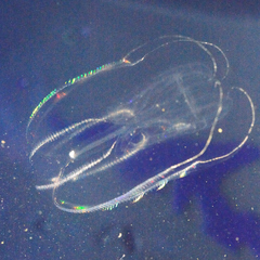 Bolinopsis microptera