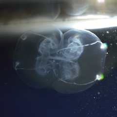 Bolinopsis microptera