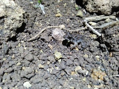 Limnonectes macrodon