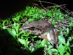 Limnonectes macrodon