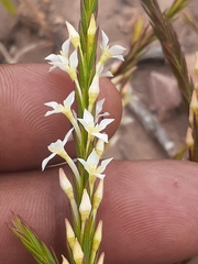 Struthiola dodecandra