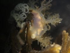 Dendronotus lacteus