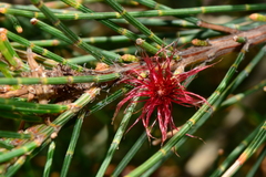 Allocasuarina paludosa