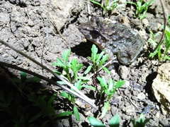 Limnonectes macrodon