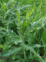 Cirsium arvense arvense