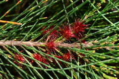 Allocasuarina paludosa