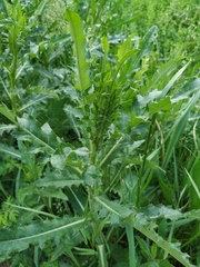 Cirsium arvense arvense