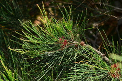 Allocasuarina paludosa