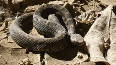 Crotalus ravus